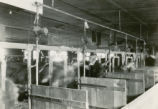 Dairy barn with stanchions, 1930