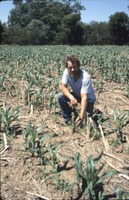 Young corn