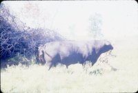 Slide Collection Of Agricultural Land And Cattle 