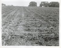 Photograph Collection Of Cropland  