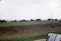 Arnold Berglund's cattle graze in a pasture.