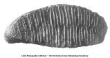 Pleistocene Fauna, grinding surface of elephant teeth, Marble Rock, Iowa, late 1890s or early 1900s