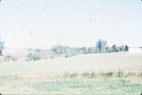 Windbreak on Tim Perrin's farm.