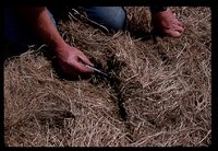 No Till Crops on Jared Herbert's Farm.