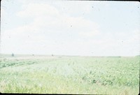 Crop rows.
