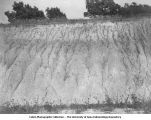 Kansan gumbotil overlain by Peorian loess, Oregon Township, Iowa, August 1933