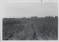 Contour Field on Norman Huse's Farm. 