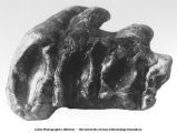 Pleistocene Fauna, Mammut americanum Kerr, Mastodon americanus of anthors, 6th molar grinding surface. The crown of this molar is well worn., late 1890s or early 1900s