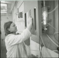 Researcher adjusts wall mounted equipment, 1978