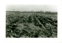 Rees Davis Terrace System, 1959