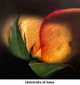 One Orange Rose