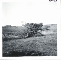Blasting tree, 1968