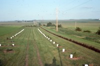 Windbreak on the farm of Don and Phyllis Conley.