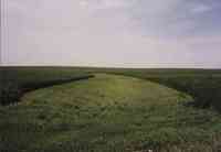 GreenPasture Between Two Banks of Corn