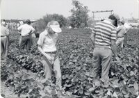 1970s No-till tour of beans