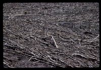No-till Field.