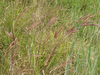 2007 Jack Strawhacker photos of grasses