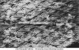 Leaf scars of Lepidodendron, Carboniferous, late 1890s or early 1900s