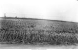 Loess and Iowan till, Windsor Township, Iowa, July 10, 1924
