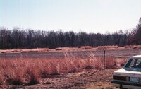 Grassy fields