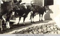 Three cows by barn