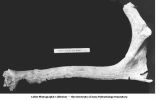 Pleistocene Fauna, Cervalces, Denison, Iowa, late 1890s or early 1900s