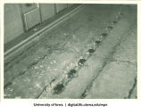 Formation swimming on Playday, The University of Iowa, 1934