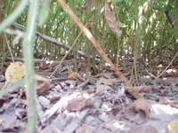 2007 Woodchip residue in fields