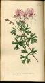 Ternate Crane's-bill