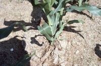 No-till corn field tour.