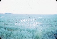 Broad based terraces with water on the farm of Harry Hull.