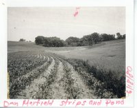 Don Merfield farm strip crops and pond, 1980