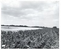 Young cornfield 