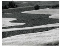 Strip Cropping