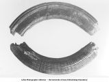 Pleistocene Fauna, Castoroides lower incisor, Nishnabotna Valley, Southwestern Iowa, late 1890s or early 1900s