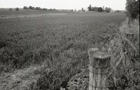 Grassy fields
