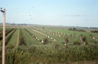Windbreak on the farm of Don and Phyllis Conley.