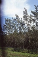 Windbreak on Tom Hueser's farm.