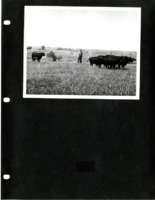 Ed Amdar in a Field with Cattle.