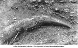 Pleistocene Fauna, mastodon tusk, Marble Rock, Iowa, late 1890s or early 1900s