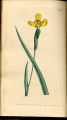 Martinico Iris