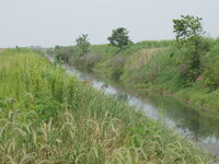 2007 Jack Strawhacker photos of grasses