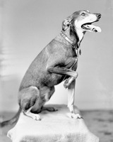 Sam Mathew dog