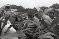 1978  No-till corn tour