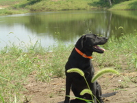2007 Jack Strawhacker photos of Drake the dog by pond
