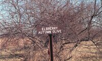 Elsberry Autumn Olive shrub