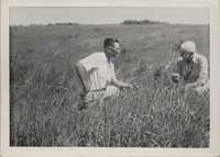 Trefoil working into Reeds Canary on J. Howell's farm.