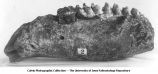 Pleistocene Fauna, mastodon jaw, ramus and symphysis of mastodon, Mammut americanum Kerr, molars 4-5-6, Pisgah, Iowa, late 1890s or early 1900s