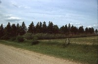Windbreak.