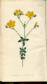 Four-leaved Flax